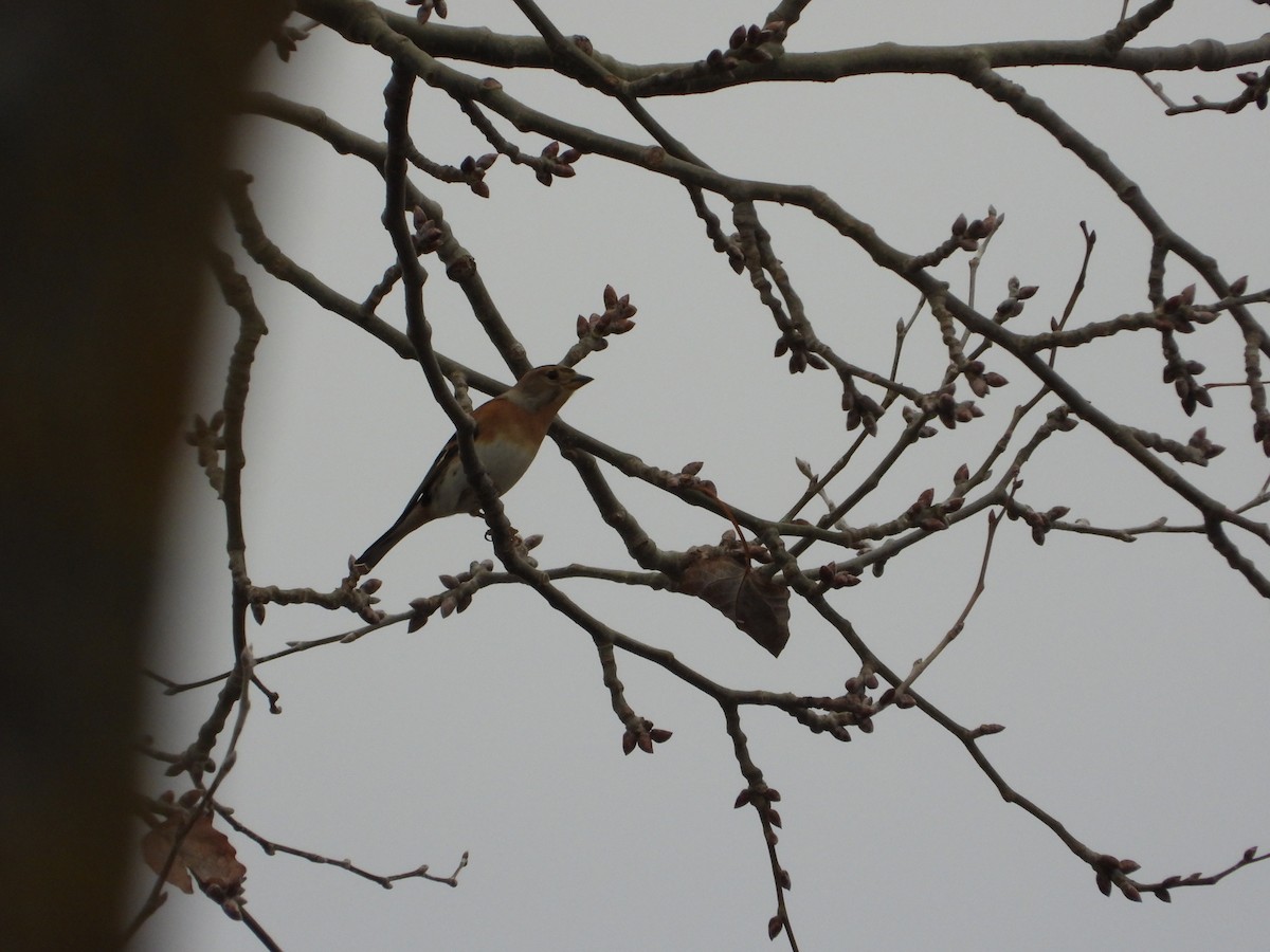 Bergfink - ML646984544