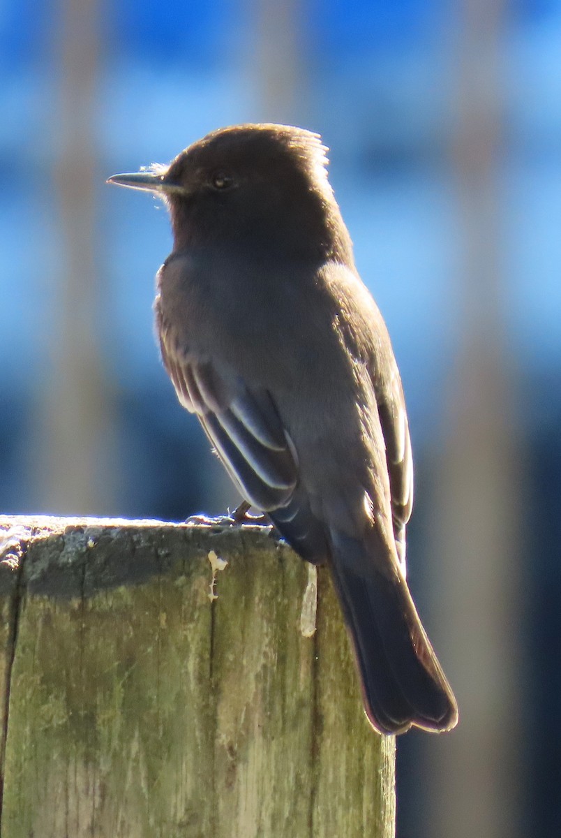 Black Phoebe - ML646984545