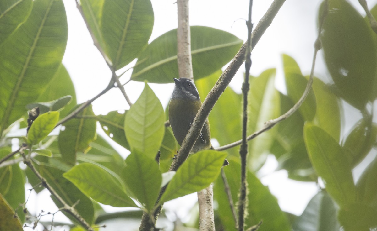 Sooty-capped Chlorospingus - ML646984546