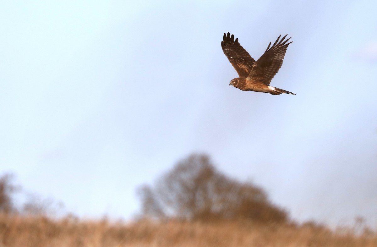 Northern Harrier - ML646984547
