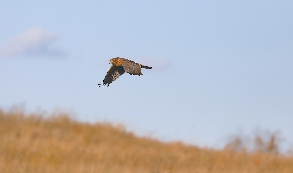 Northern Harrier - ML646984553