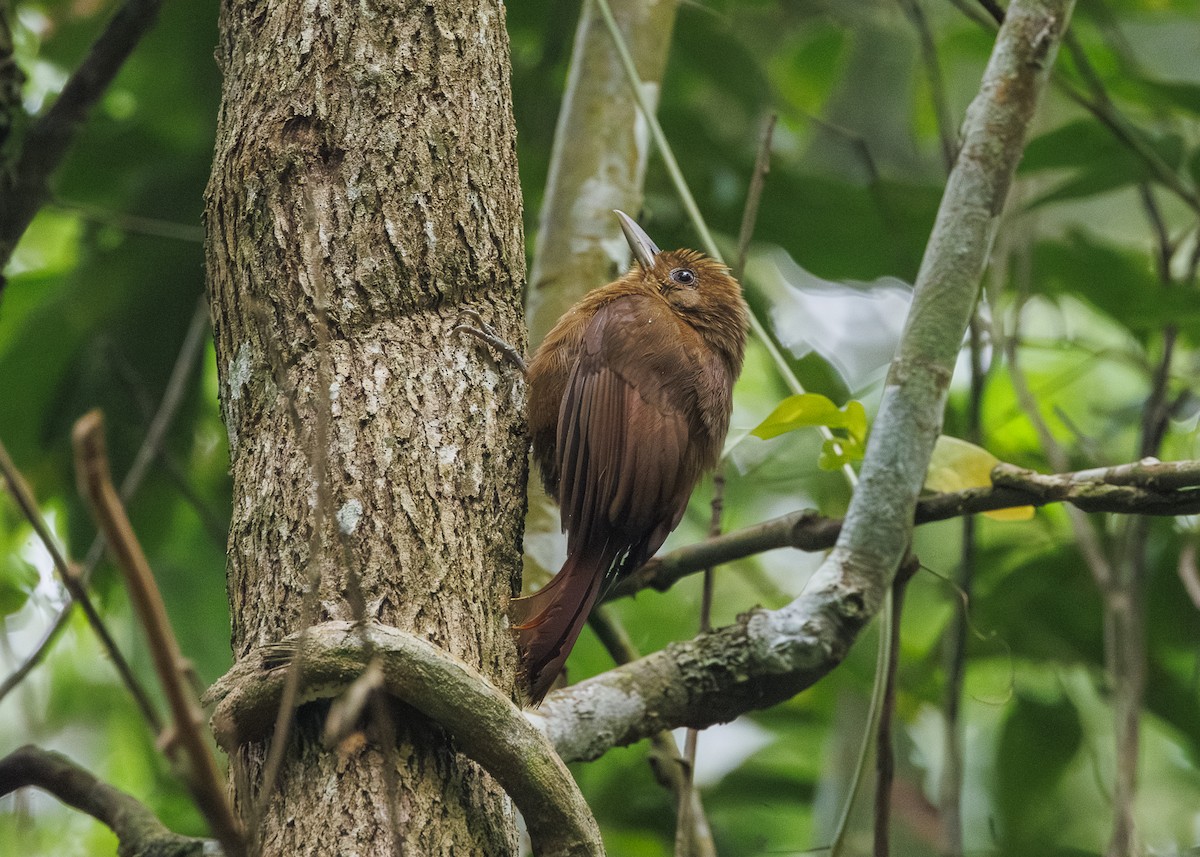 Грімпар бурий (підвид turdina) - ML646984558