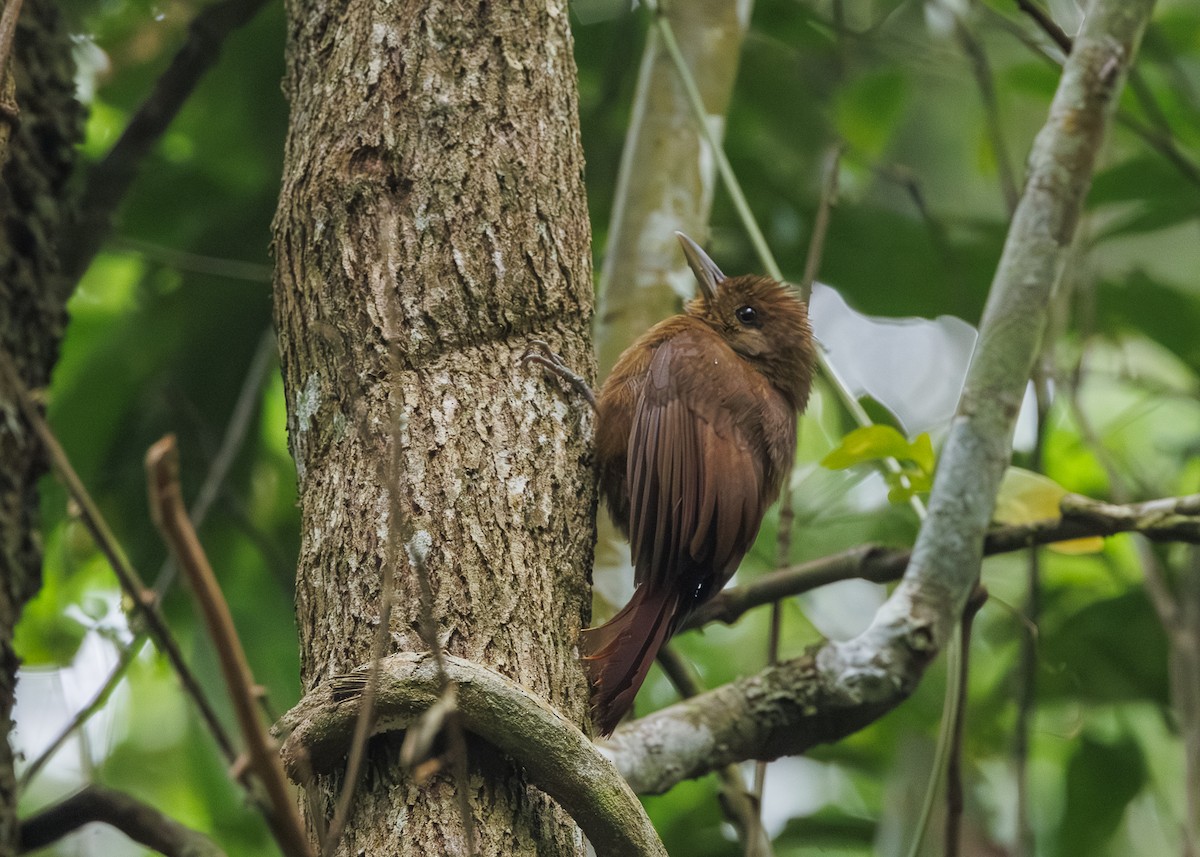 Грімпар бурий (підвид turdina) - ML646984560