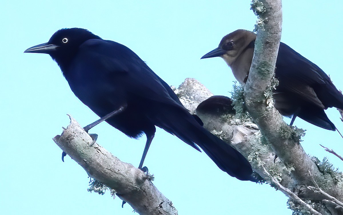 Boat-tailed Grackle - ML646984561