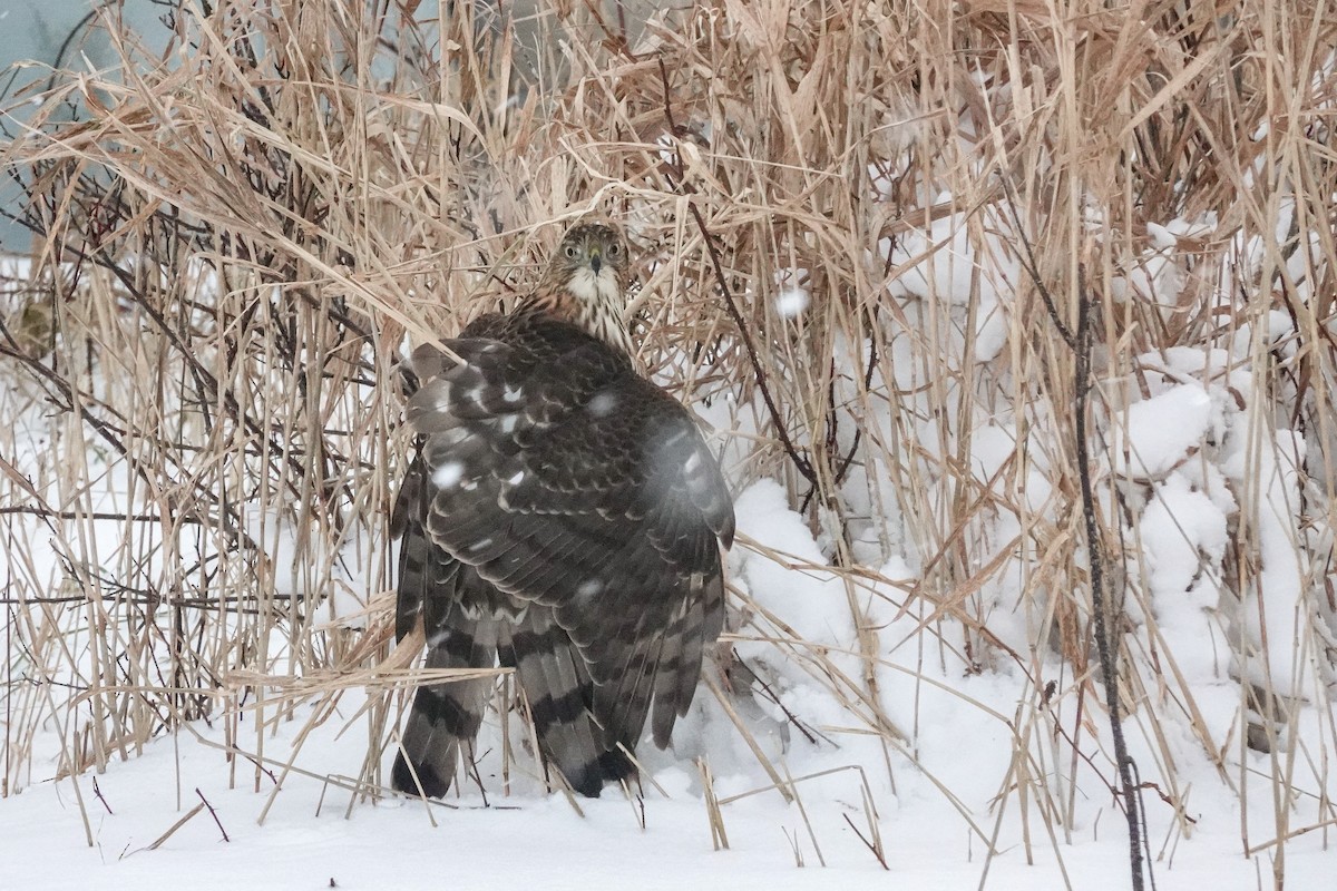 Cooper's Hawk - ML646984564