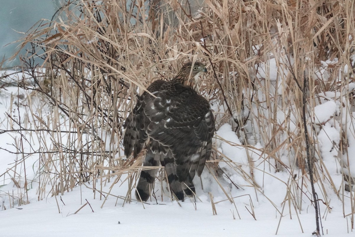 Cooper's Hawk - ML646984565