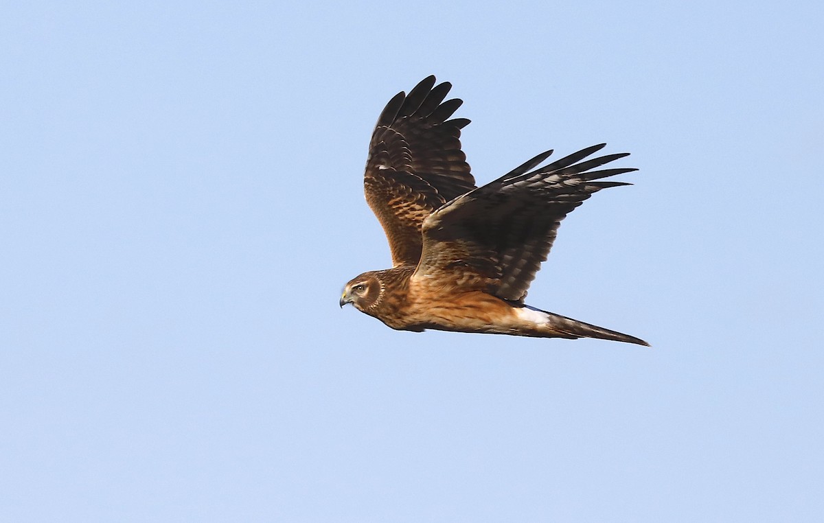 Northern Harrier - ML646984567