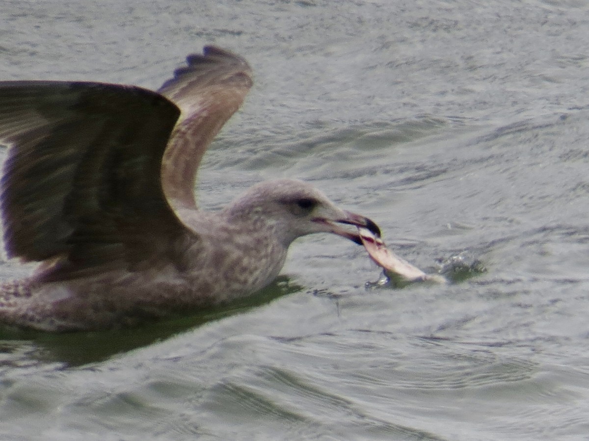 Американская чайка - ML646984568