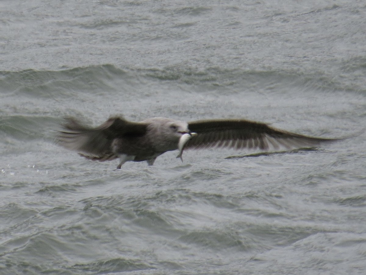 Американская чайка - ML646984569