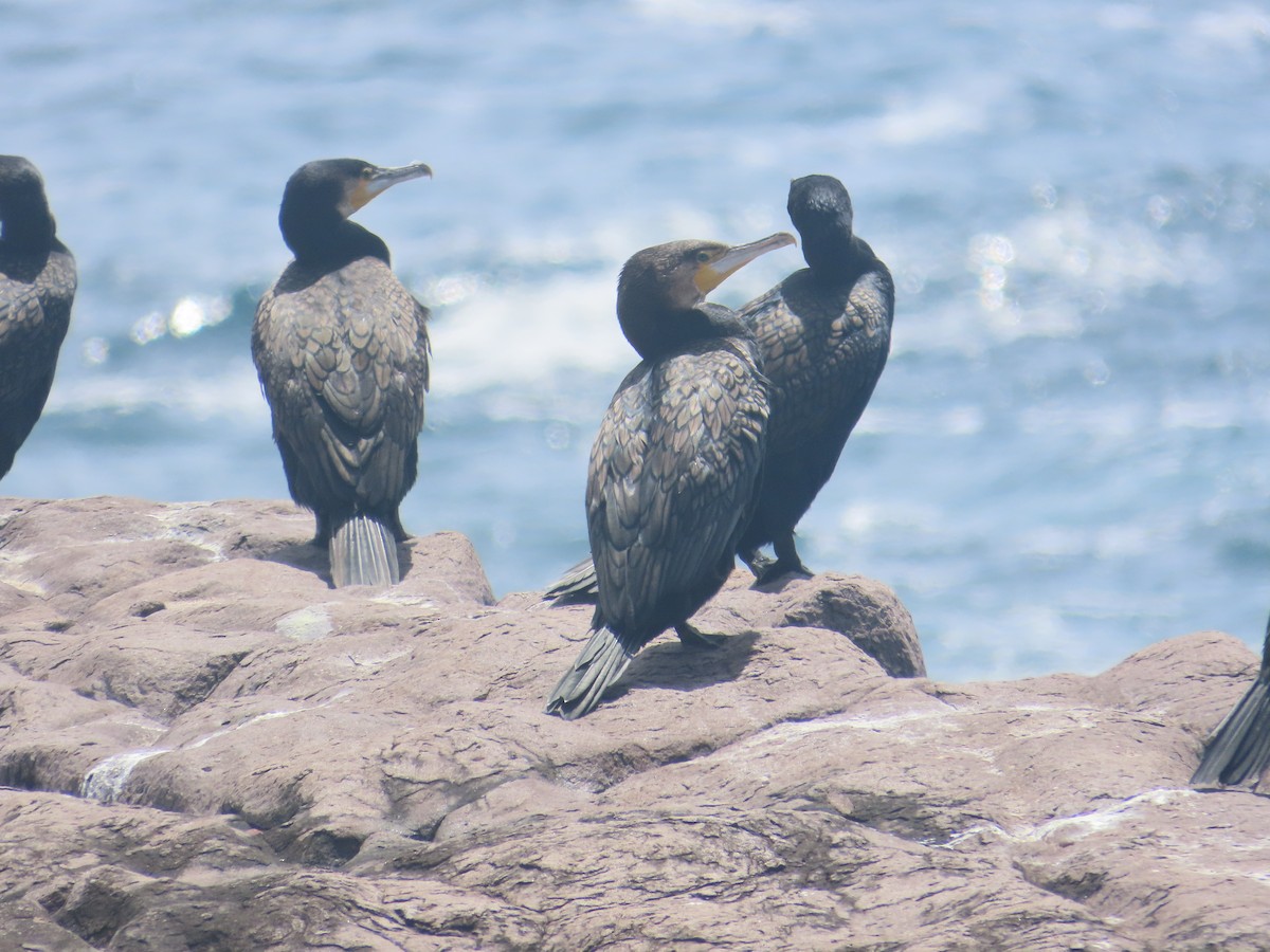 storskarv - ML646984570