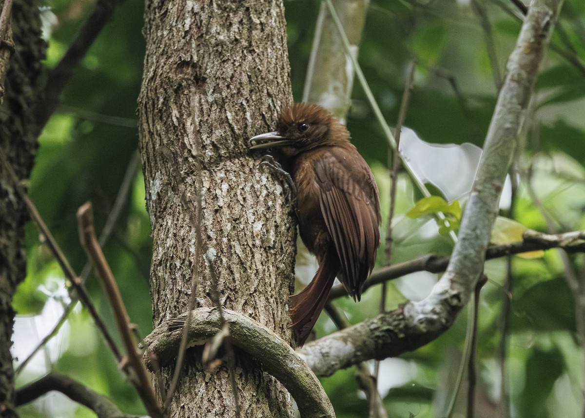 Грімпар бурий (підвид turdina) - ML646984571
