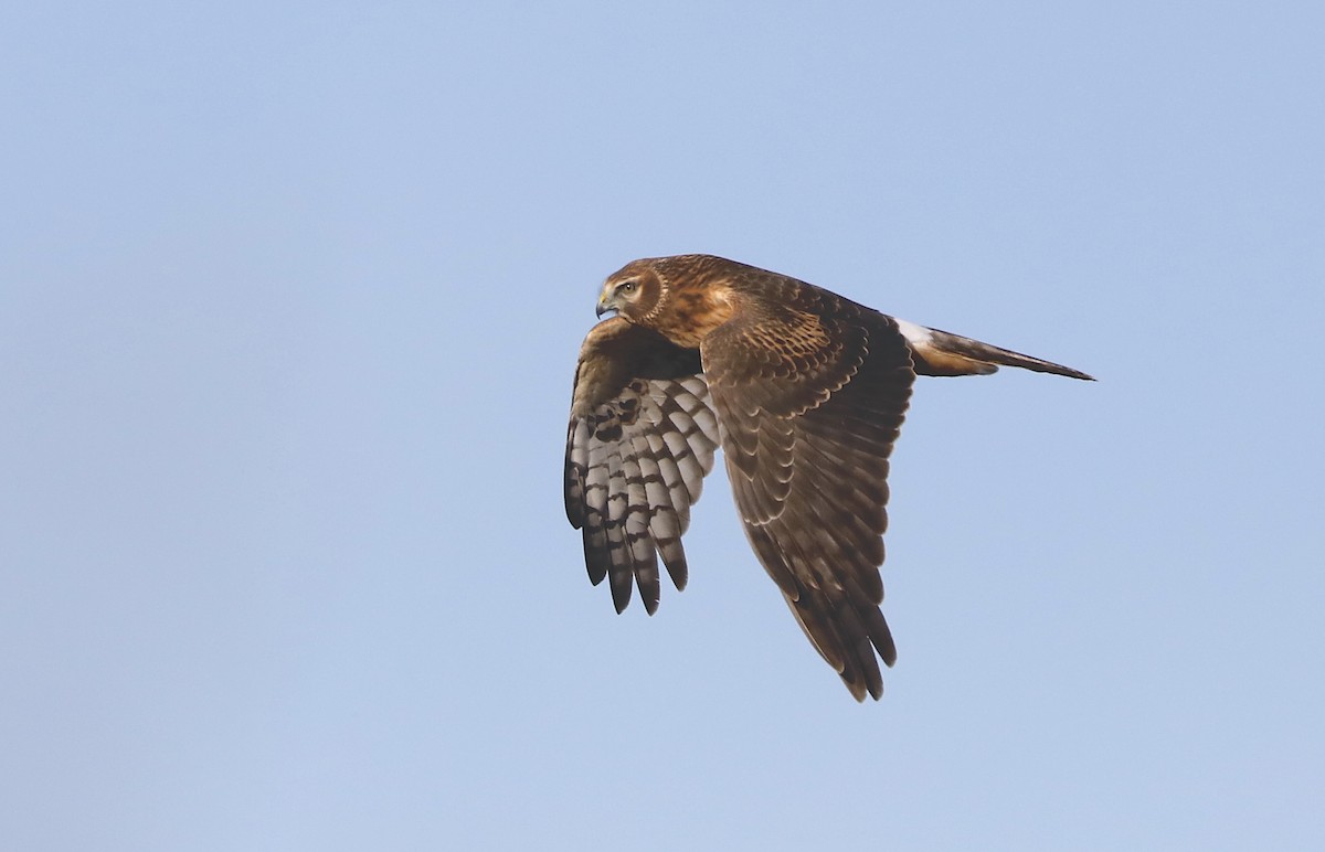 Northern Harrier - ML646984572