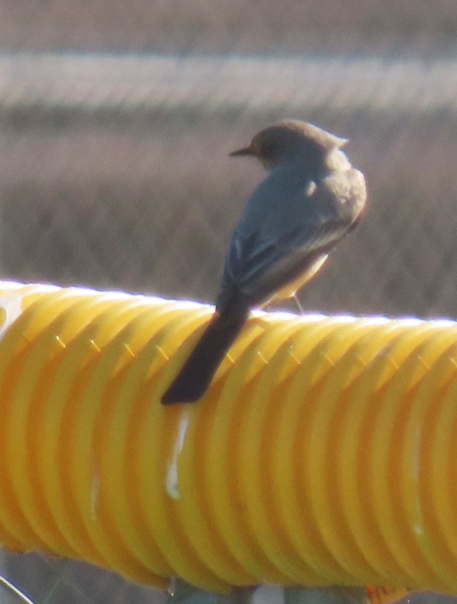 Zimtbauch-Phoebetyrann - ML646984573