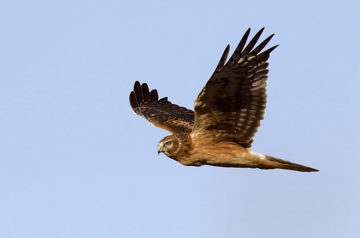 Northern Harrier - ML646984575