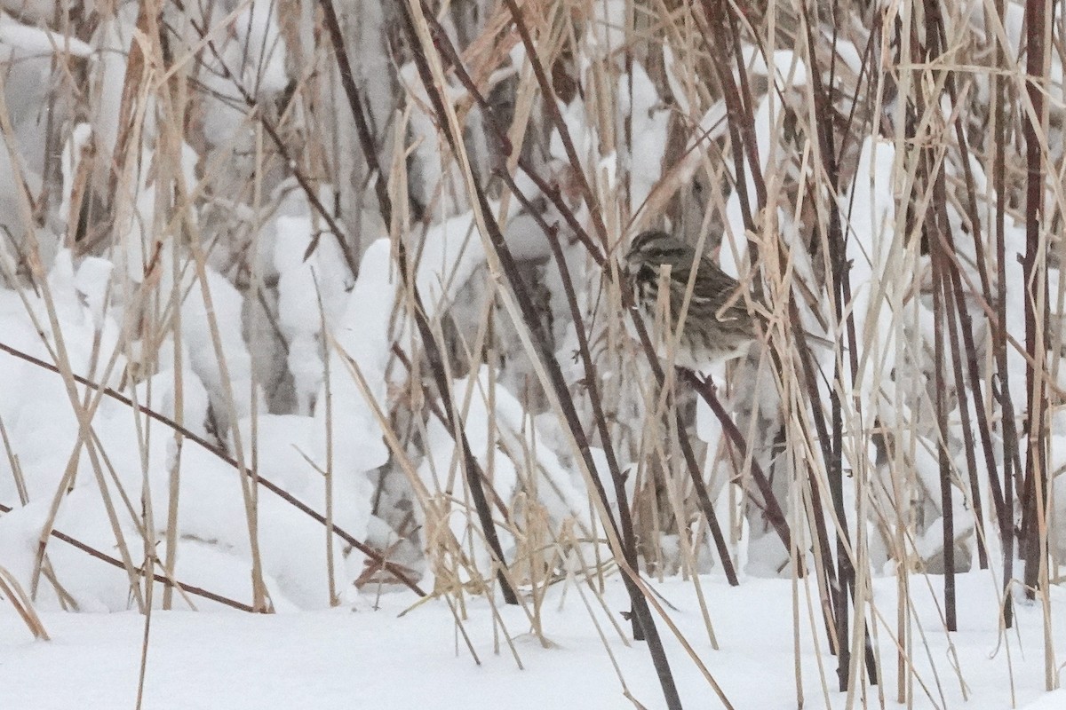 Song Sparrow - ML646984577