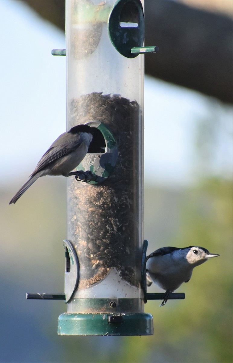 Sittelle à poitrine blanche - ML646984578