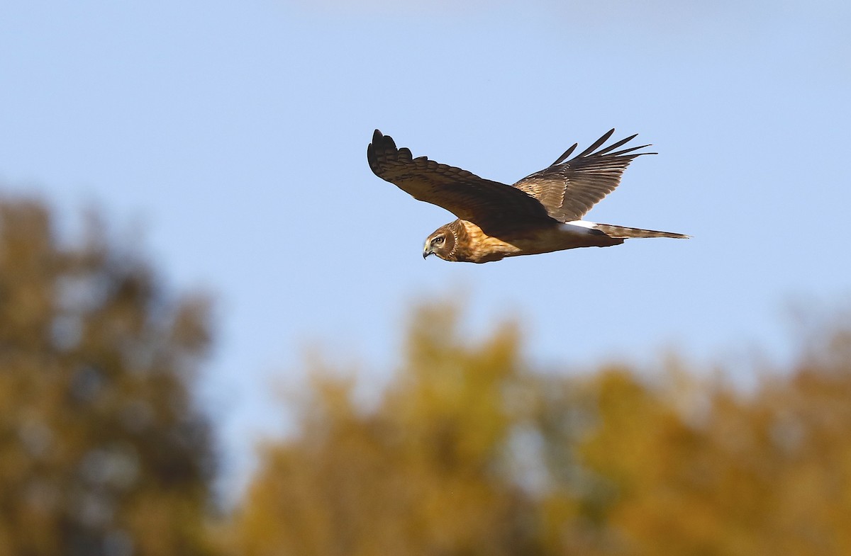 Northern Harrier - ML646984580