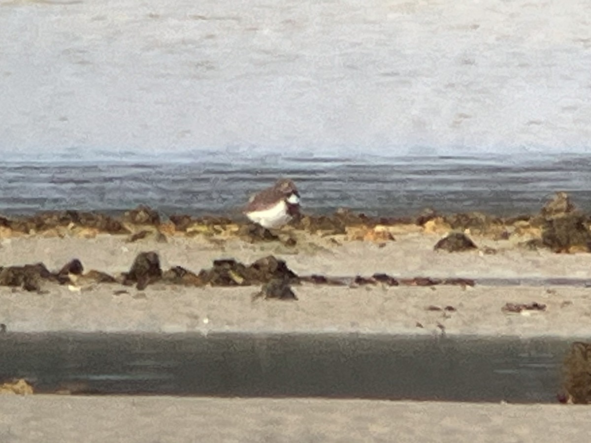 nyzealandbeltelo - ML646984581