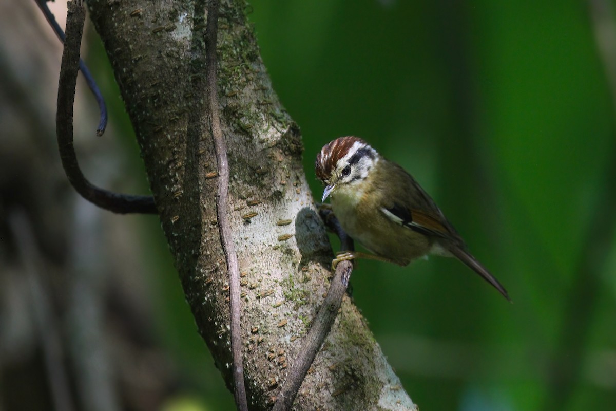 Rufous-winged Fulvetta - ML646984584