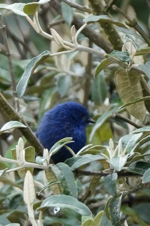 Tit-like Dacnis - ML646984585