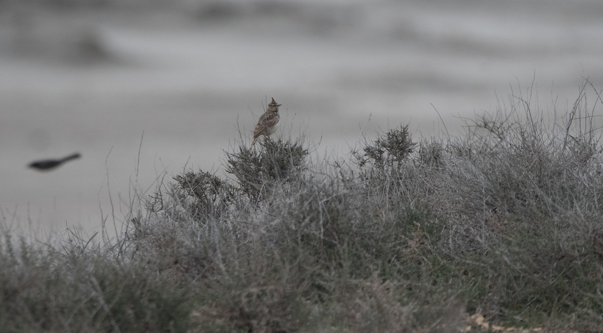 Thekla's Lark - ML646984587