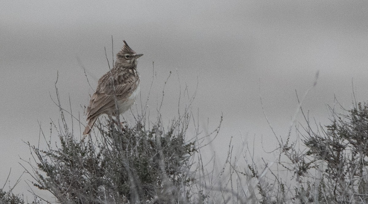 Thekla's Lark - ML646984588