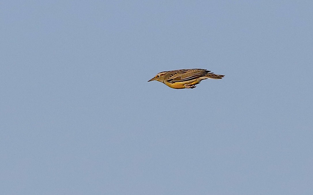 Eastern Meadowlark - ML646984590
