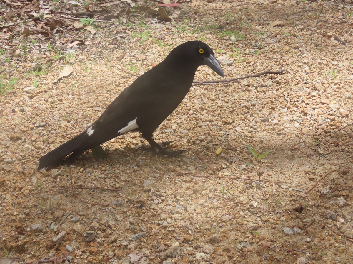 flétňák stračí - ML646984591