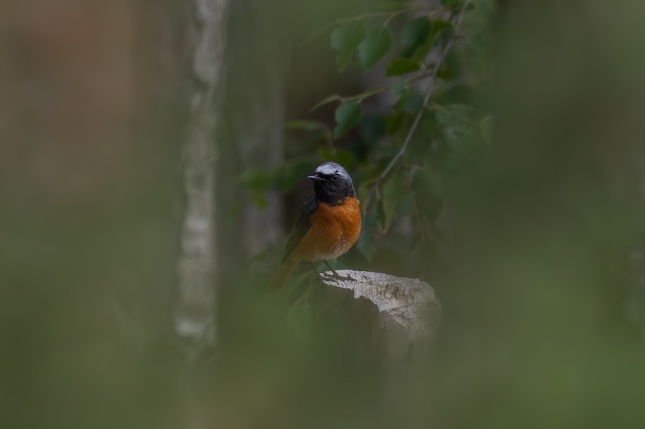 Common Redstart - ML646984592