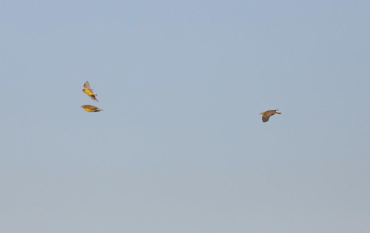 Eastern Meadowlark - ML646984593