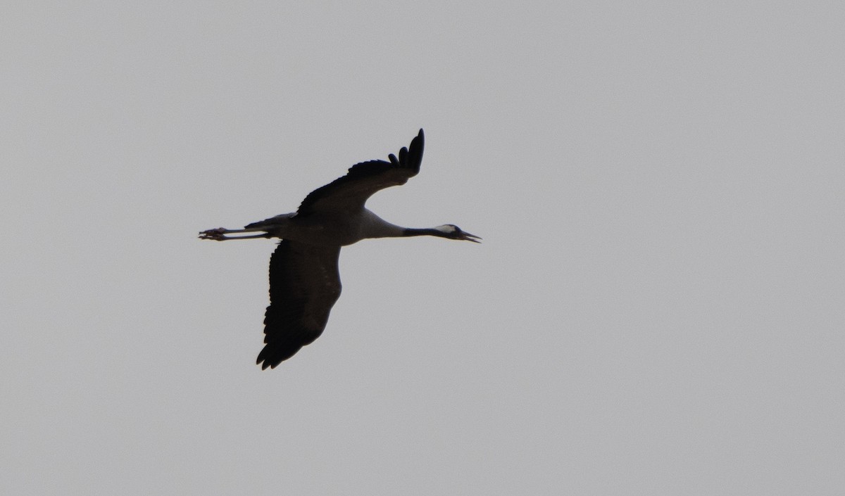 Common Crane - ML646984595