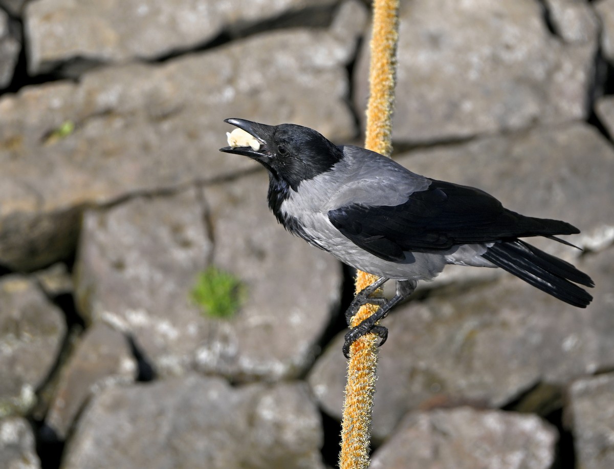 Hooded Crow - ML646984597