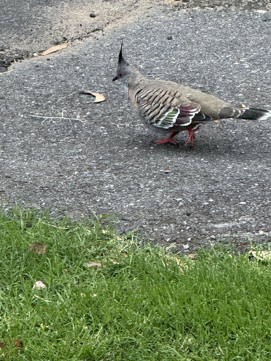 Colombine longup - ML646984600