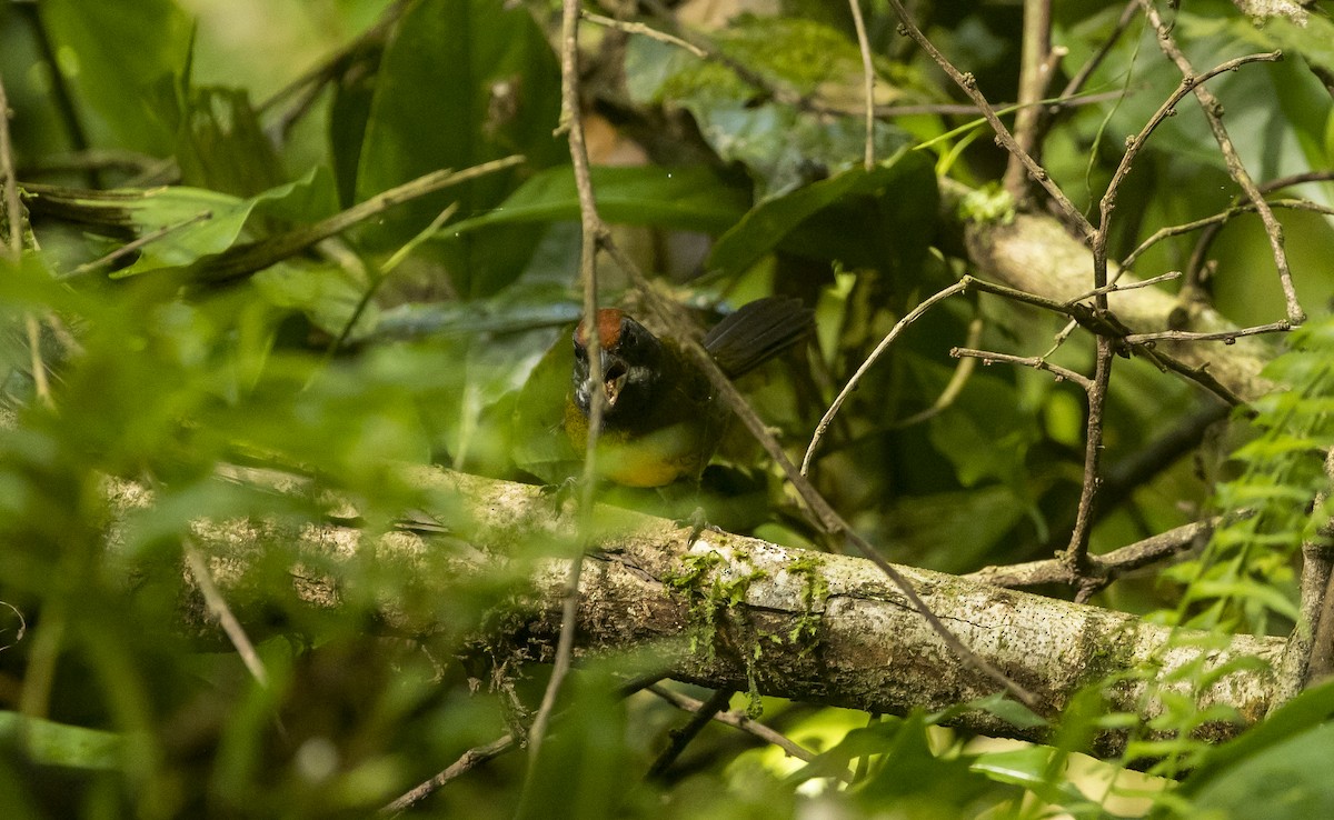 Sooty-faced Finch - ML646984604