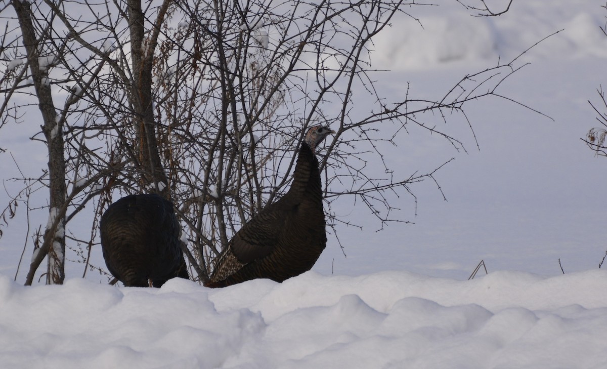 Wild Turkey - ML646984607