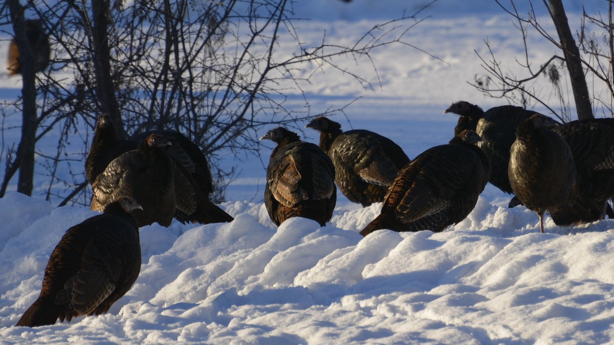 Wild Turkey - ML646984608