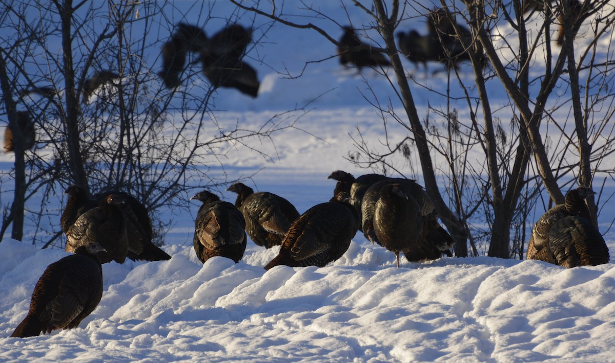 Wild Turkey - ML646984609