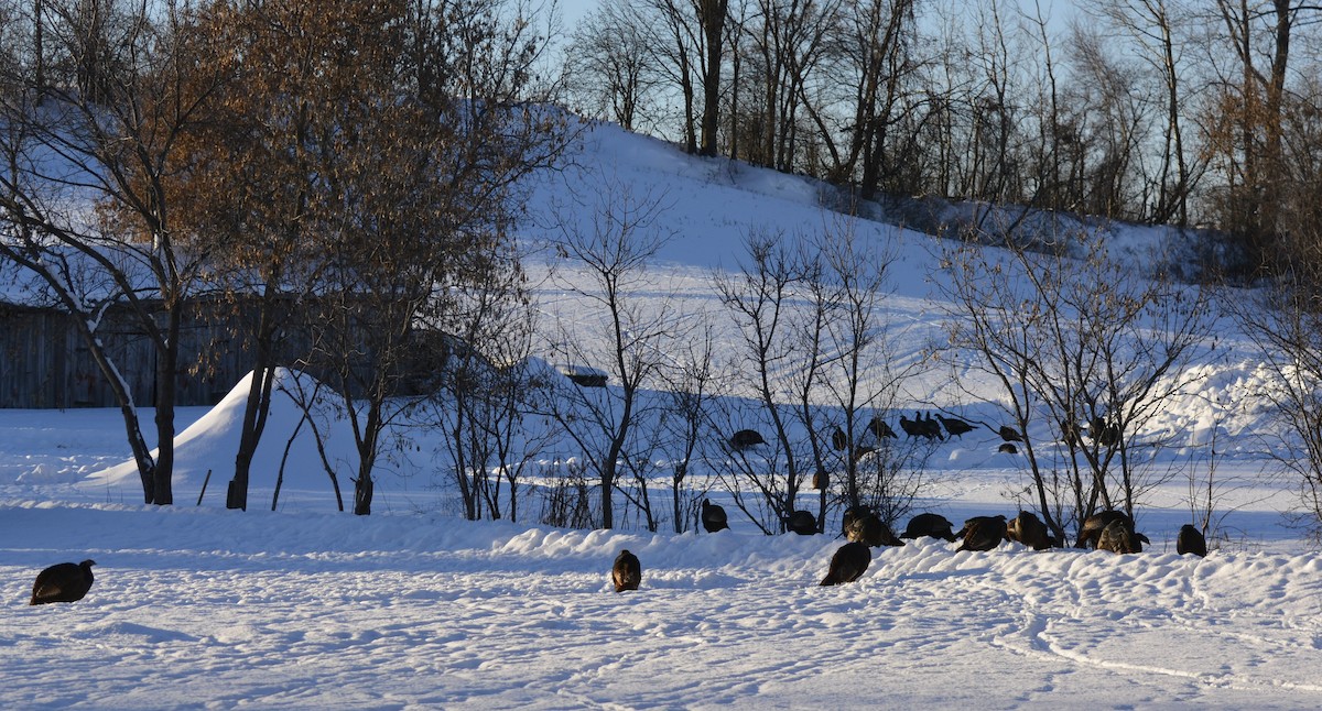 Wild Turkey - ML646984610