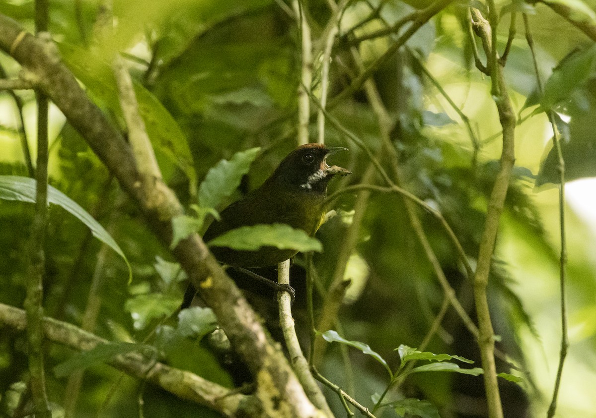 Sooty-faced Finch - ML646984613