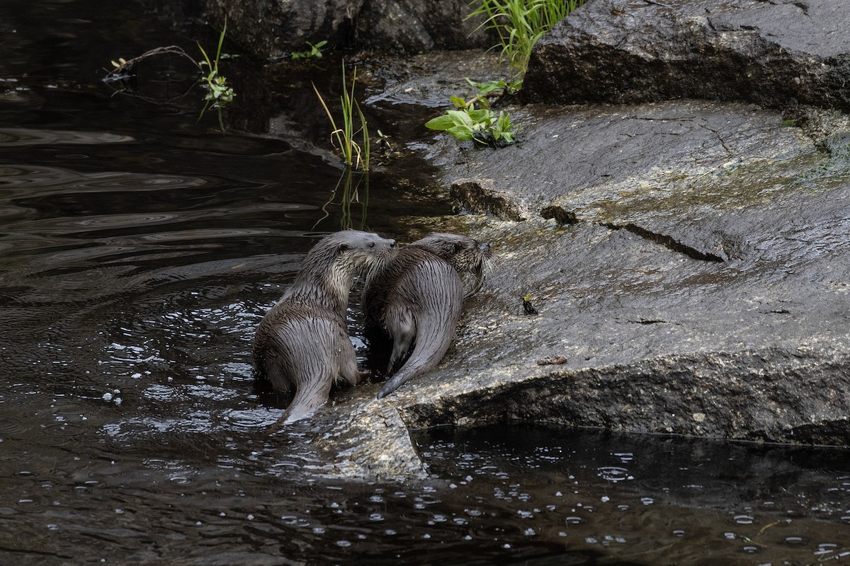 Животные - ML646984620