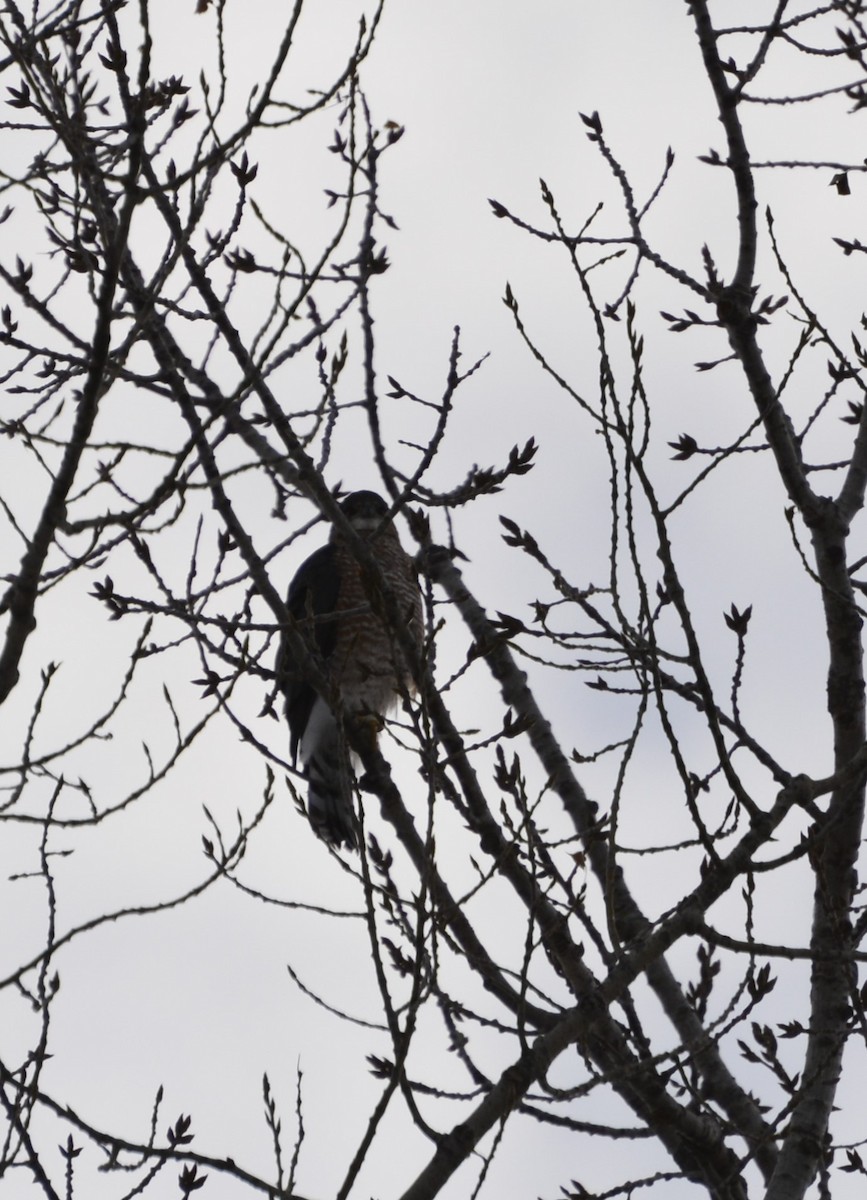 Cooper's Hawk - ML646984621