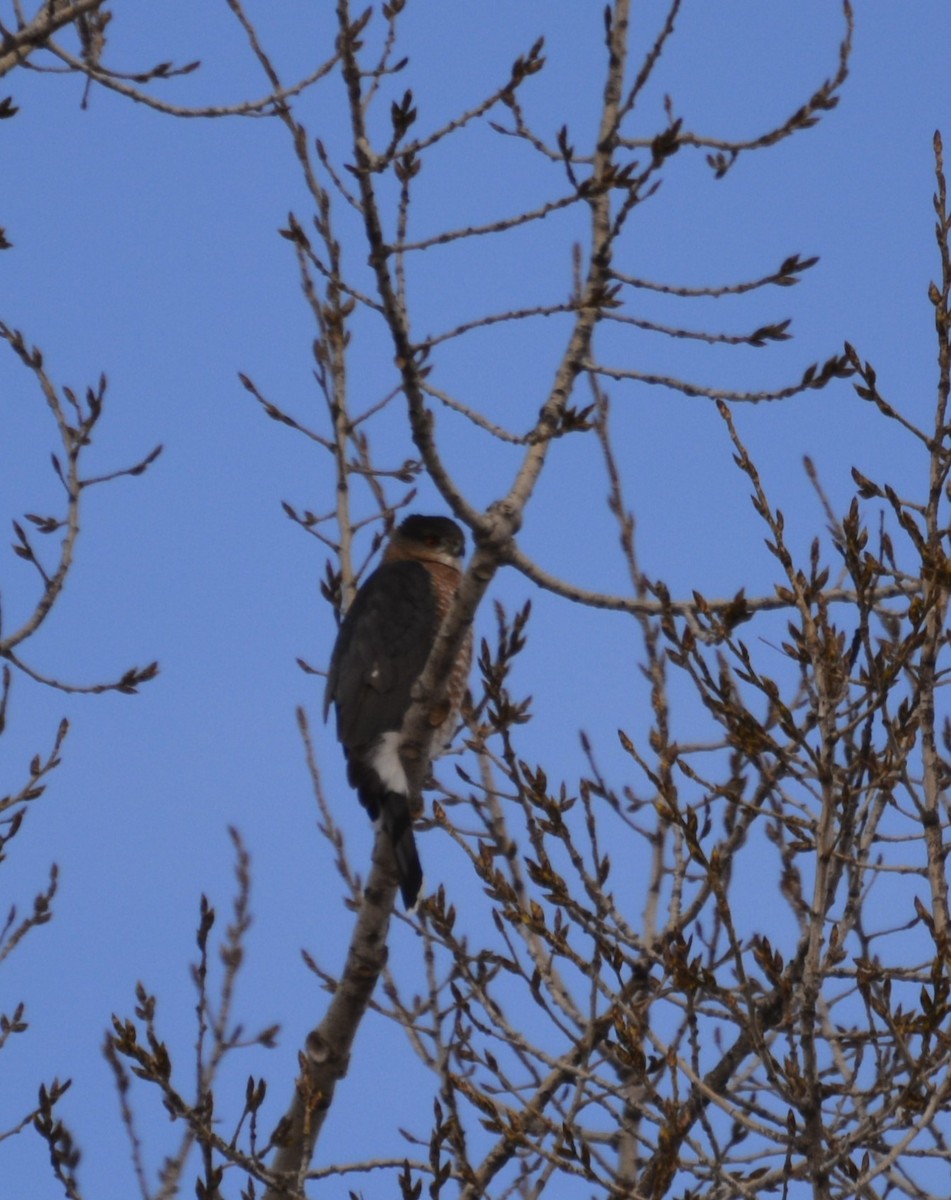 Cooper's Hawk - ML646984622