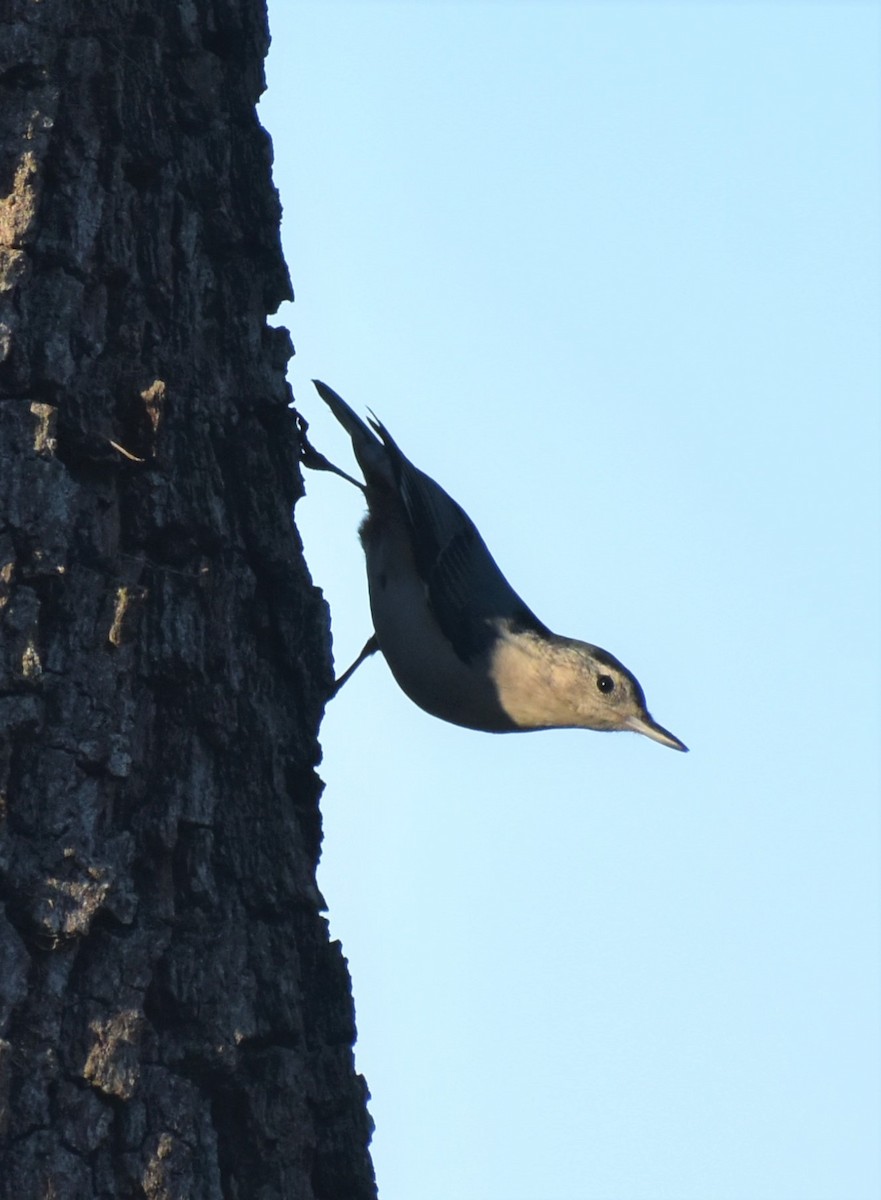 Sittelle à poitrine blanche - ML646984623