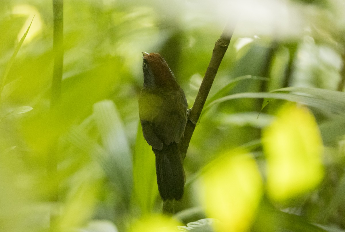 Sooty-faced Finch - ML646984630