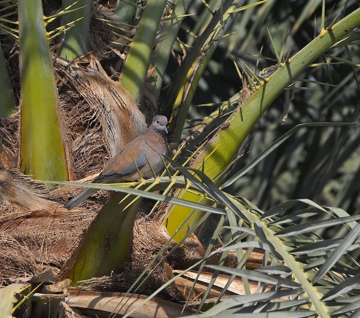 ワライバト - ML646984631