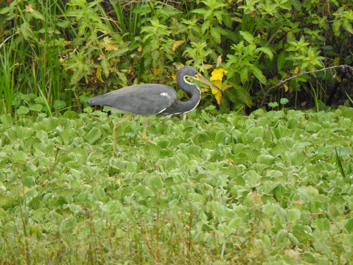 サンショクサギ - ML646984634