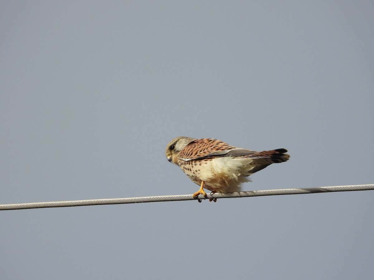 Turmfalke - ML646984635