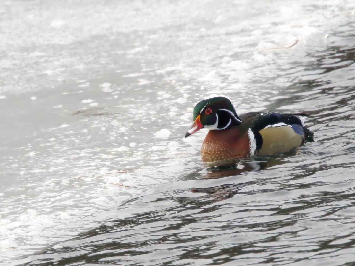 brudeand - ML646984637