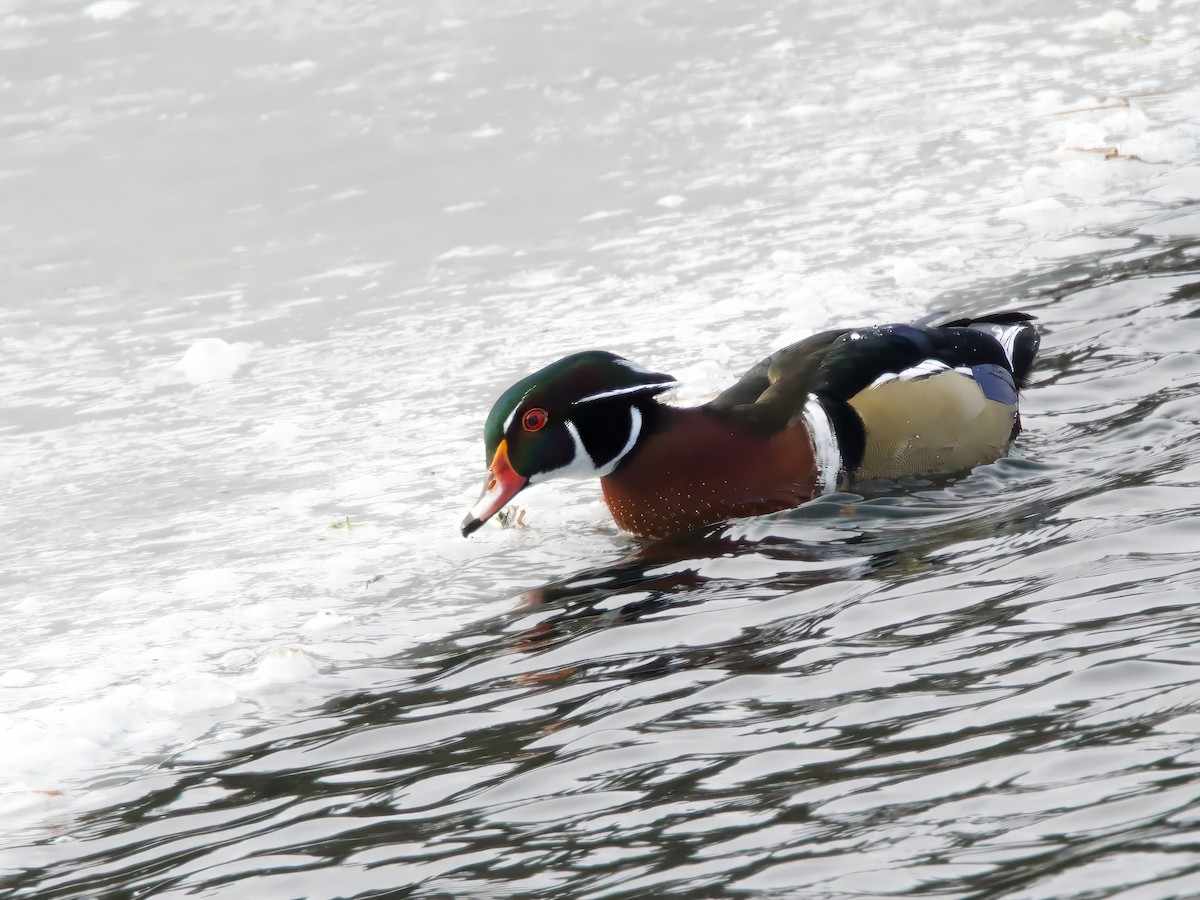 brudeand - ML646984638