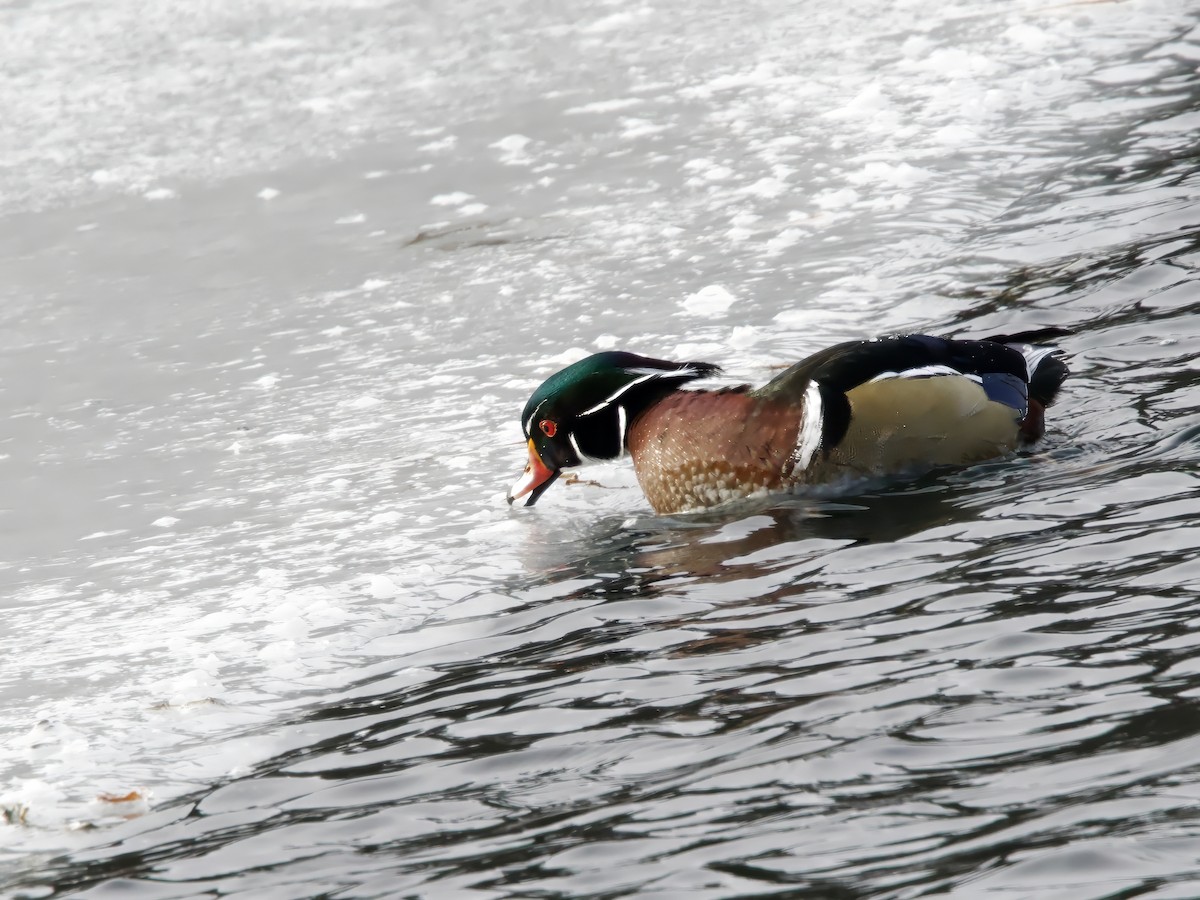 brudeand - ML646984639